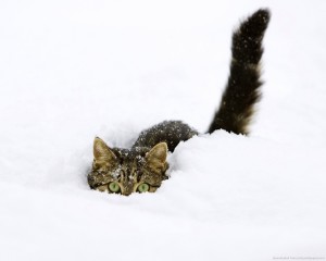 Cat snow