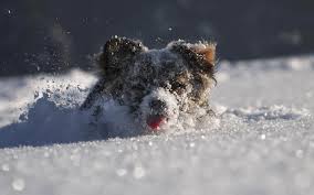Dog Snow