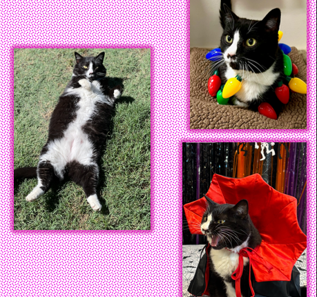 Mimi Karen Feline Photo