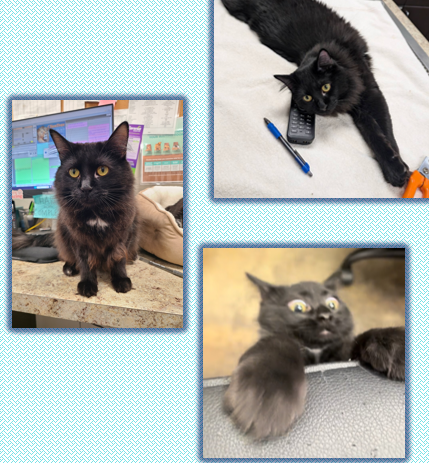 Rodney Feline Photo